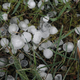 Protect Your People & Property During Hailstorms